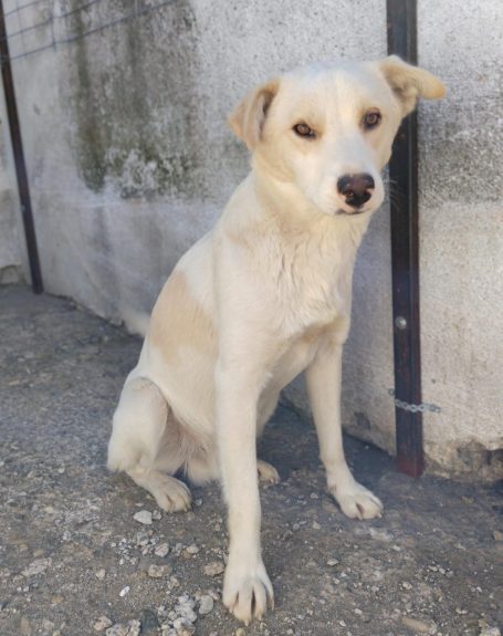 Candy (m) - ca. 1,5 Jahre alt
